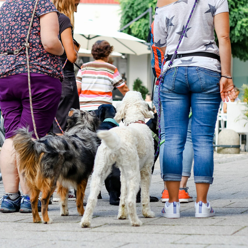 Vorbereitungskurs Hundeführerschein/Wesenstest (Kopie)