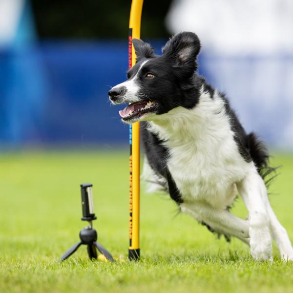 Hoopers Tagesseminar