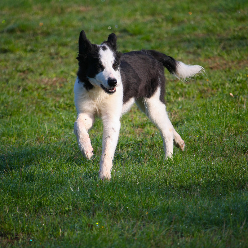 Welpen & Junghunde Erziehungskurs
