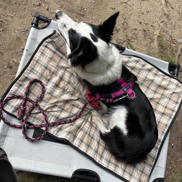 Workshop für Hibbelhunde/Impulskontrolle