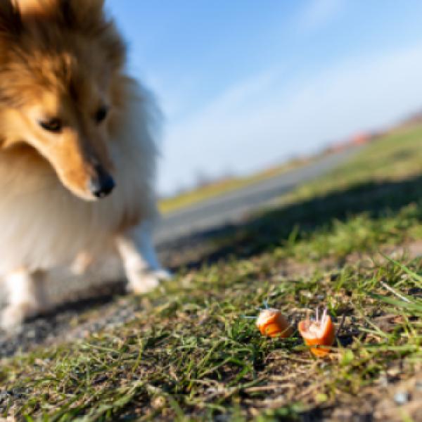 Anti-Giftköder-Training Training für “Draußen-Staubsauger”