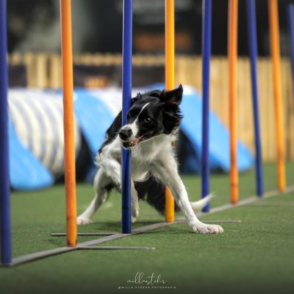 Agility Intensivtraining September