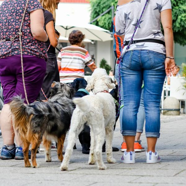 Vorbereitungskurs Hundeführerschein/Wesenstest