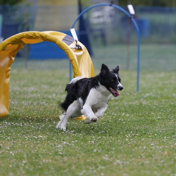 Hoopers Intensivtraining Mai