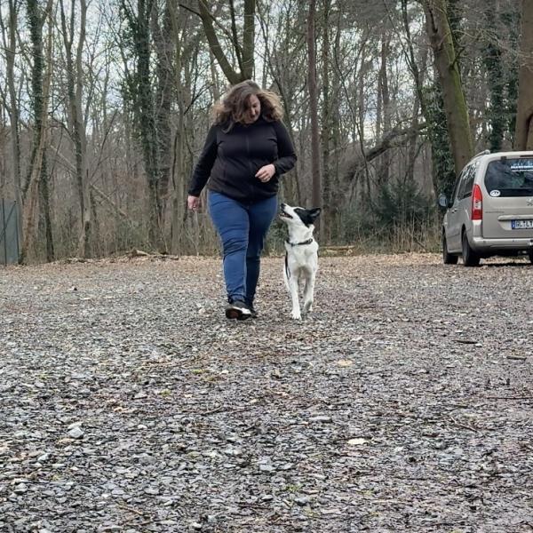 Begleithundeprüfung Indoor