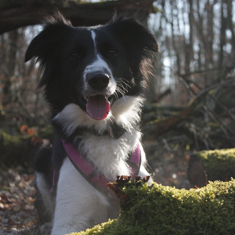 Alltagstraining für (unsichere) Hunde – gemeinsam sicher durchs Leben!