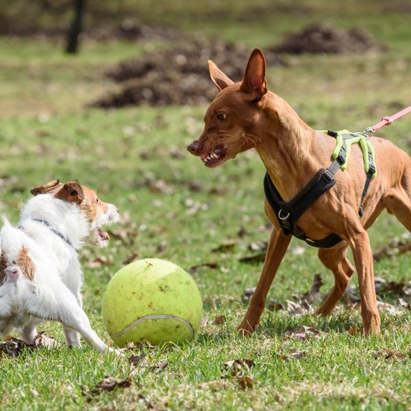 Hundekommunikation Praxis Workshop