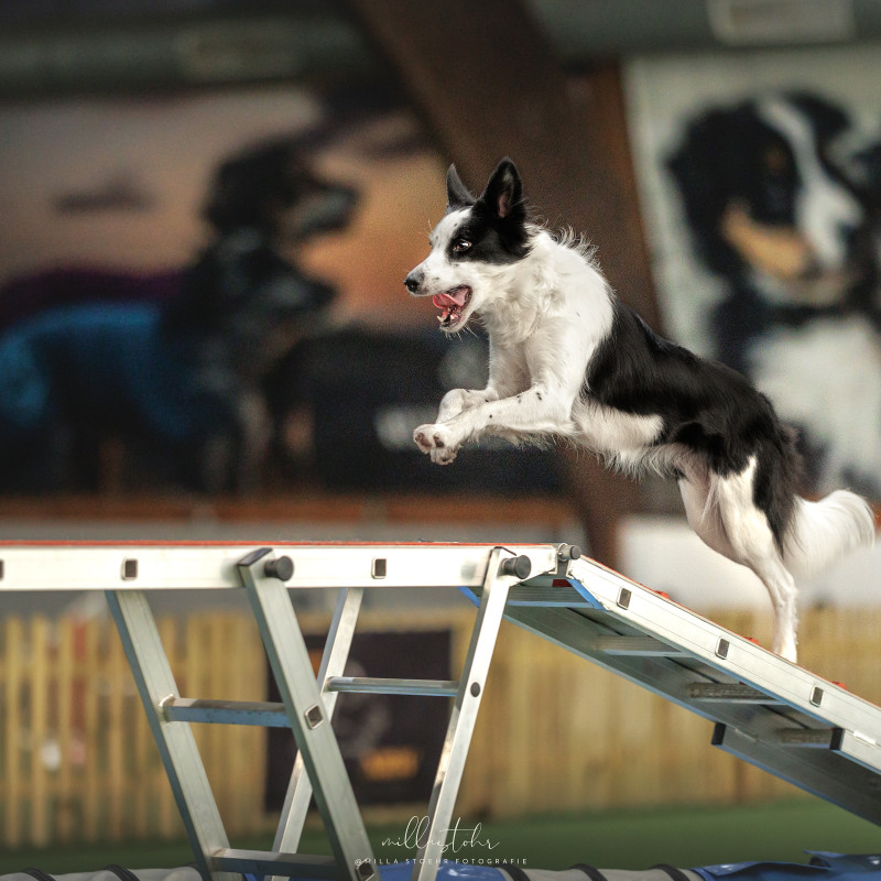 Agility im HSZ