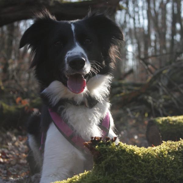 Alltagstraining für (unsichere) Hunde – gemeinsam sicher durchs Leben!