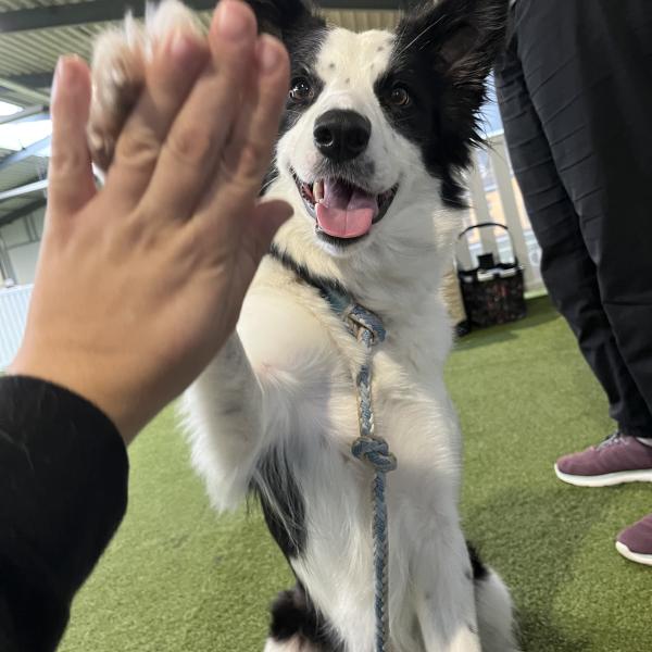 Trick Zertifikat BRONZE