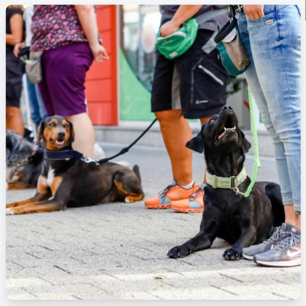 Start November Social/ Hibbelhunde Kurs