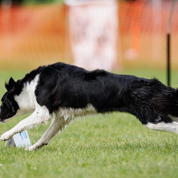 Hoopers Intensivtraining Juni