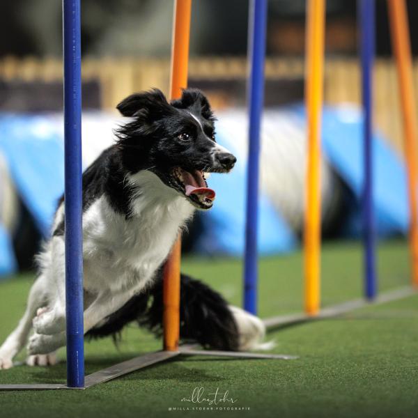 Agility Intensivtraining November