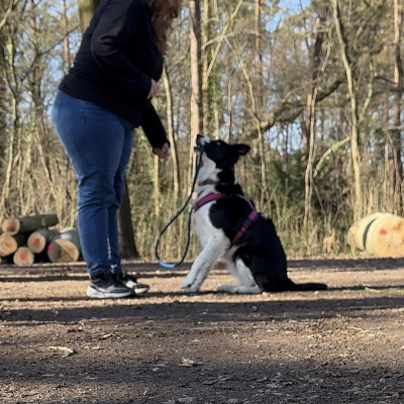 🐾 Online Crossdogging Kurs – Gemeinsam trainieren, gemeinsam wachsen 💪🐶