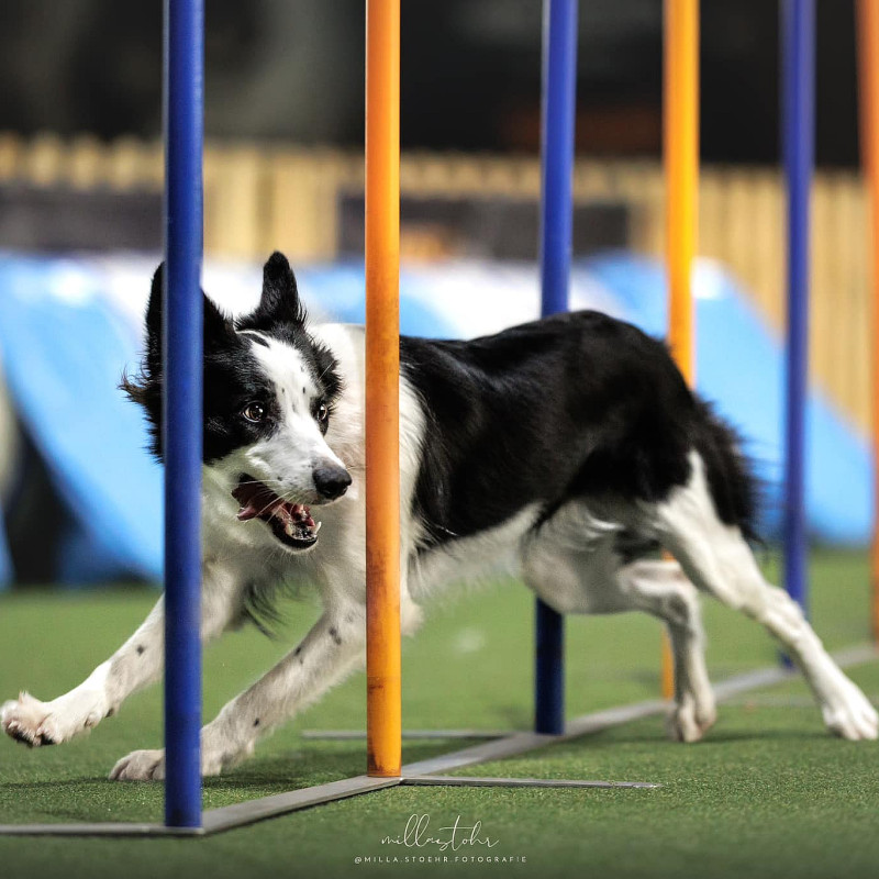 Agility Intensivtraining Februar