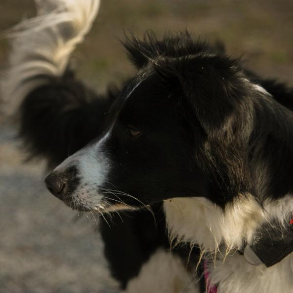 Körpersprache von Hunden Teil 1