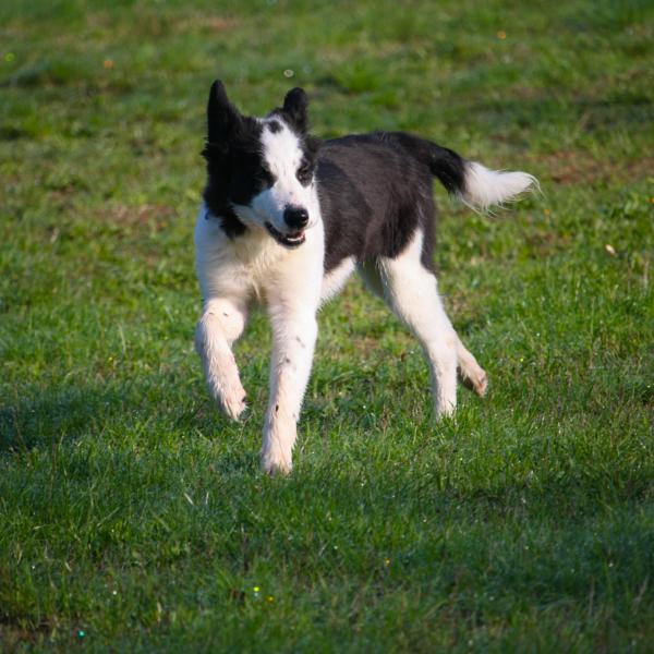 Welpen & Junghunde Erziehungskurs BASICS