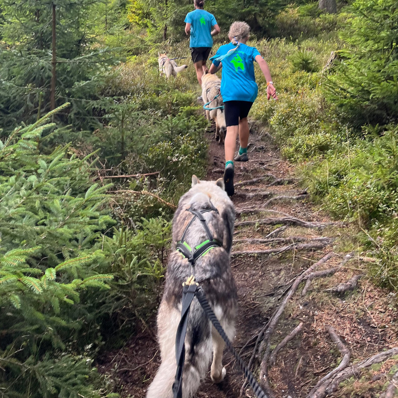 Zughundesport Basics