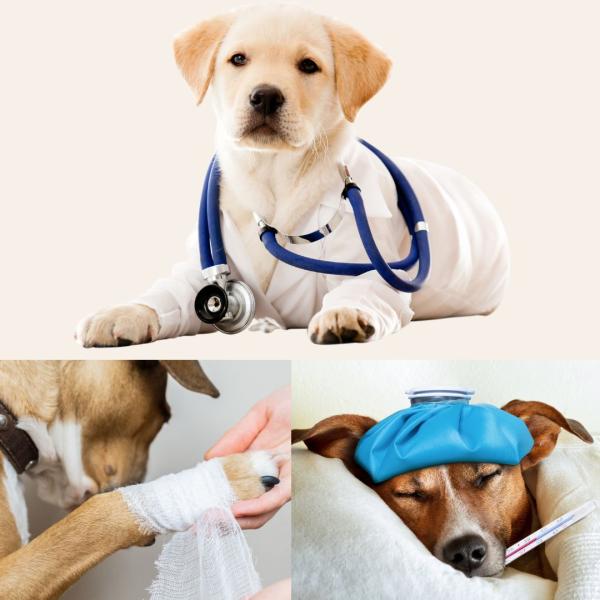 Erste Hilfe beim Hund