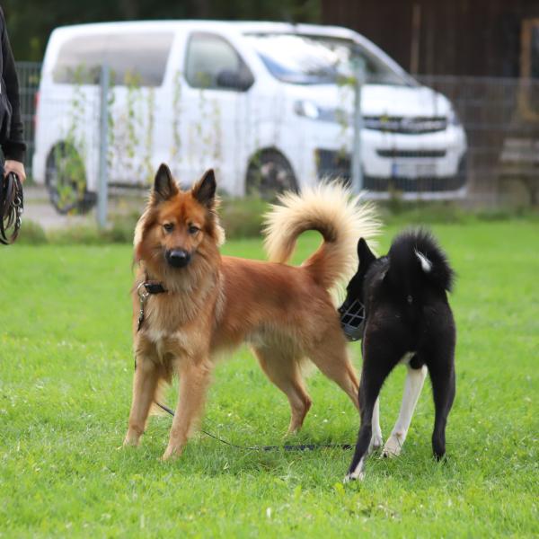 Workshop Körpersprache Hund/Hund & Hund/Mensch