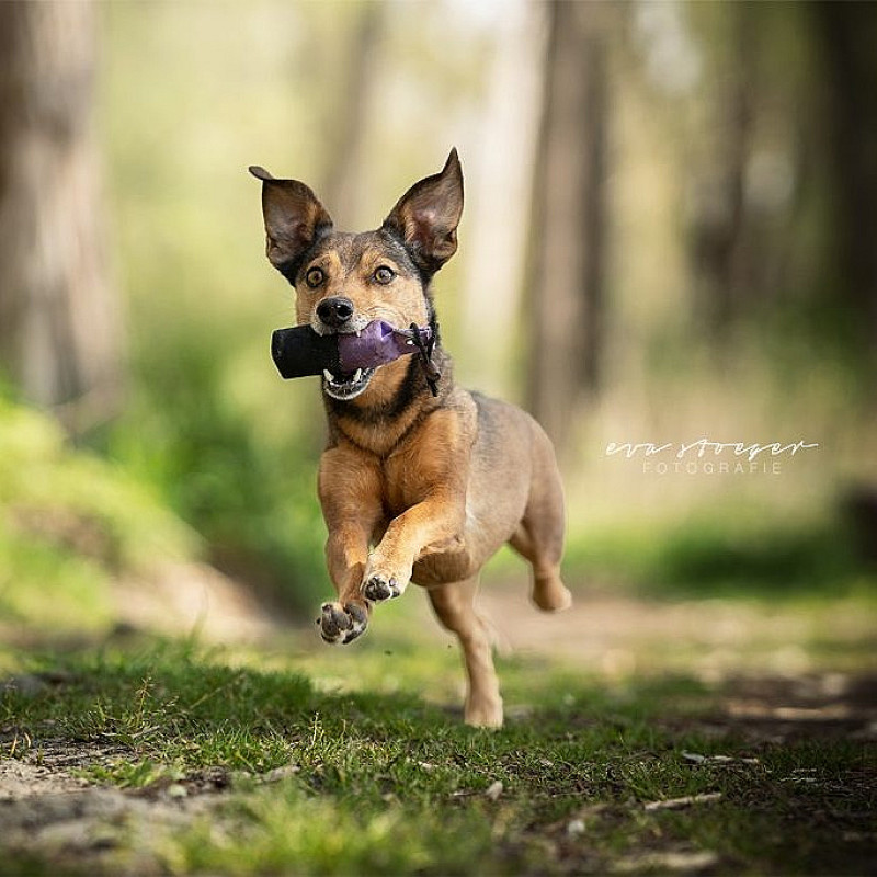 Dummykurs