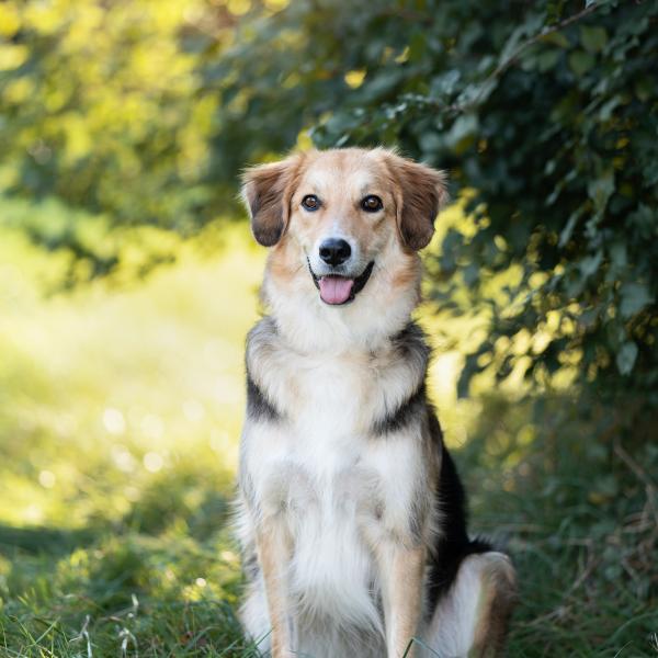 Erwachsene Hunde SA 3