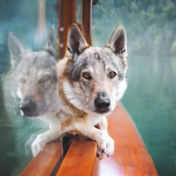 Schifferl Ausflug Königsee