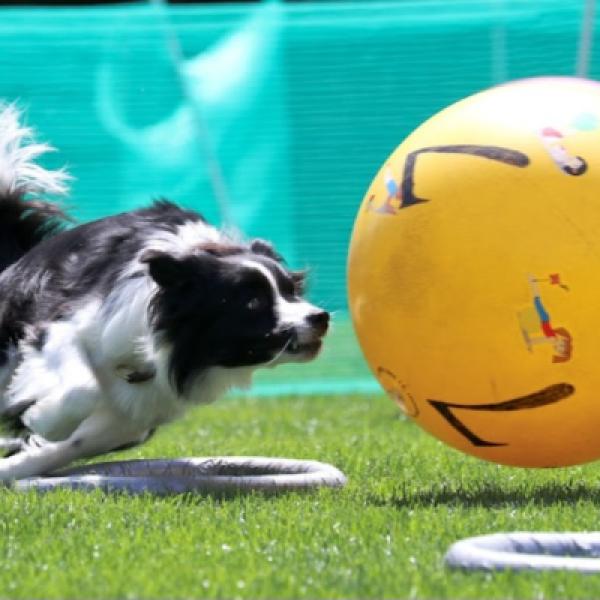 Treibballseminar mit Monika Westphal & Margit Mayr-Schwalb (Kopie)