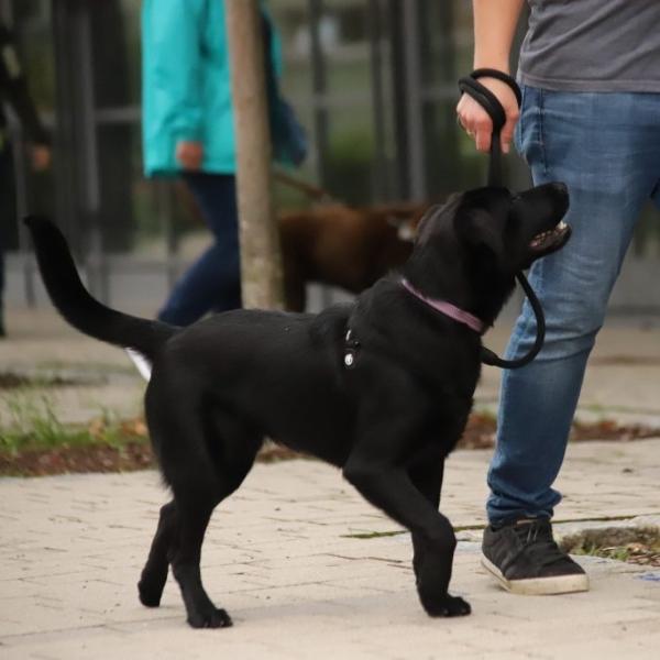 Kompaktkurs Leinenführigkeit
