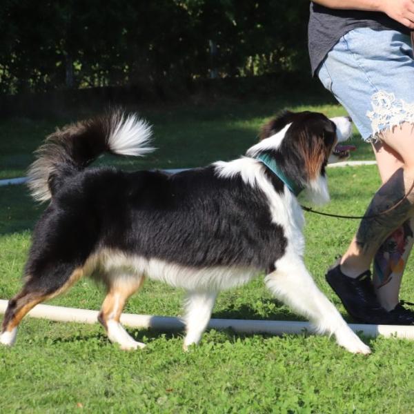 Einsteigerkurs Longieren