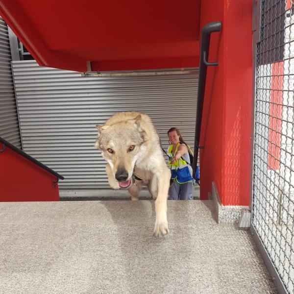 Mantrailing Einstieg - Theorieabend