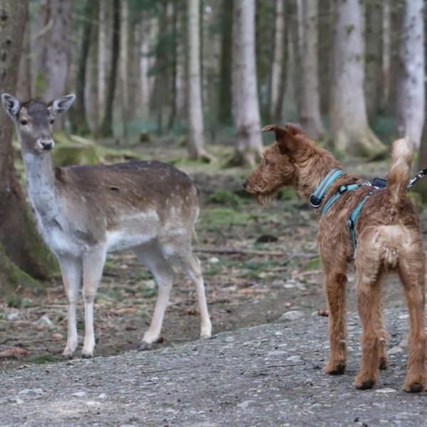 Entspannt im Wald (Antijagd) "Gruppe B"