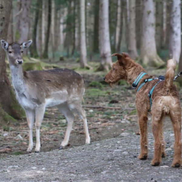 Entspannt im Wald