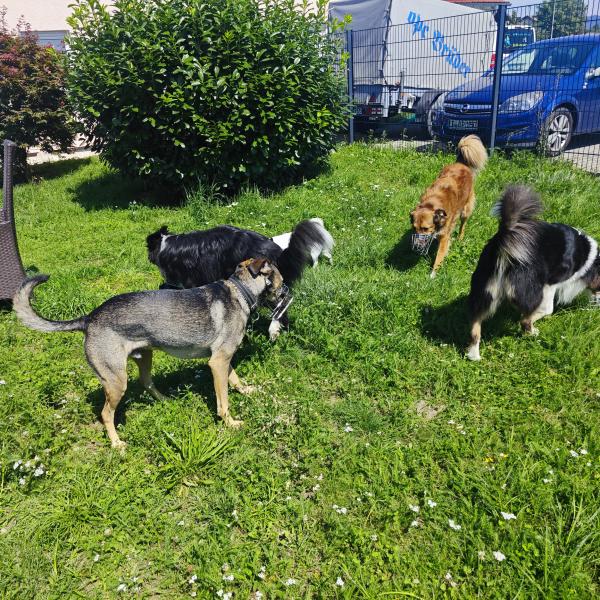 Workshop Sozialkontaktgruppen zusammenstellen für (angehende) Hundetrainer