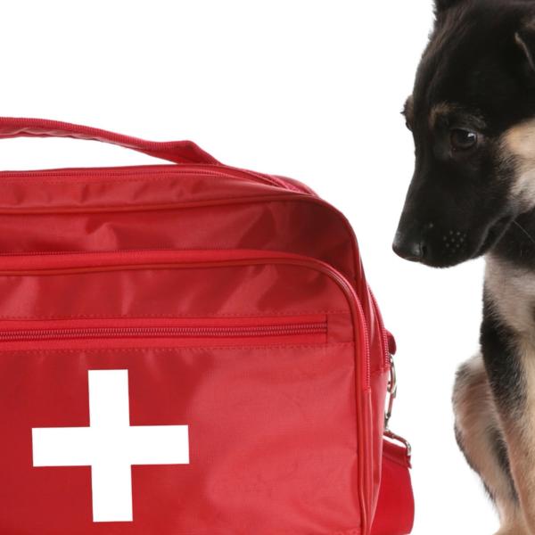 1. Hilfe am Hund