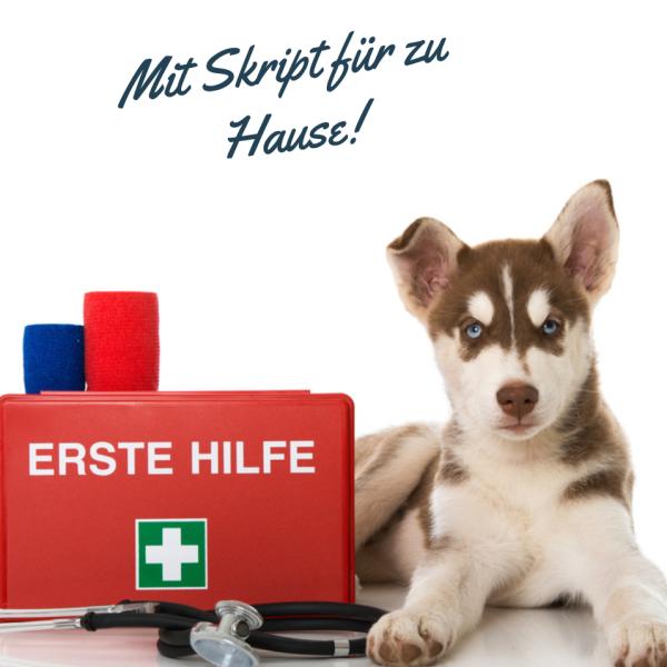 (EH) Erste Hilfe Seminar