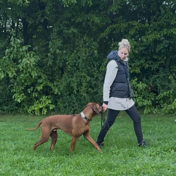 (BE) Begleithundetraining