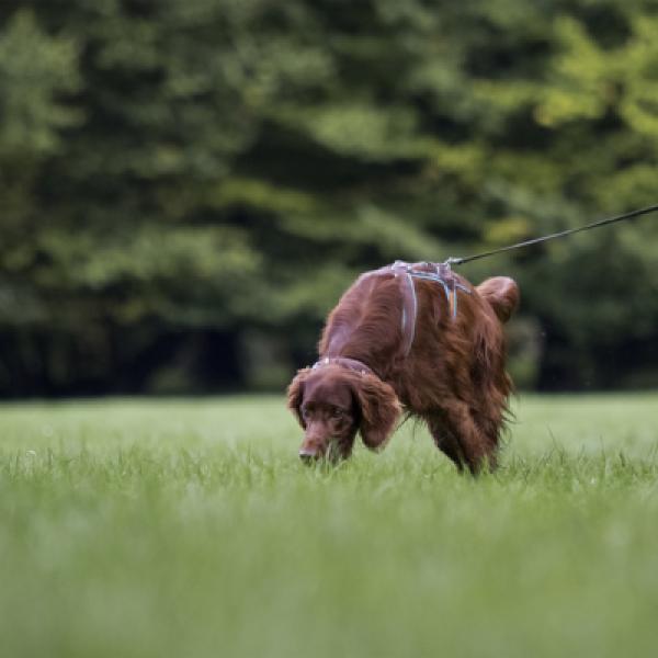 (MT) Mantrailing Sonntag