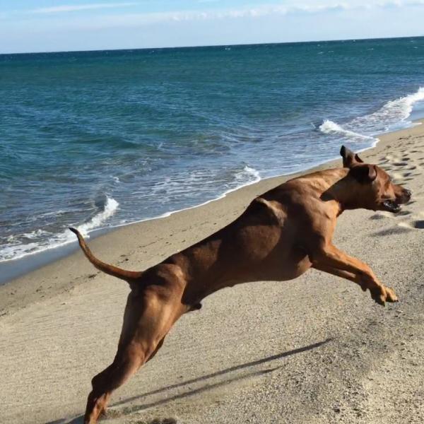 (AU) Ab in den Urlaub - Holland