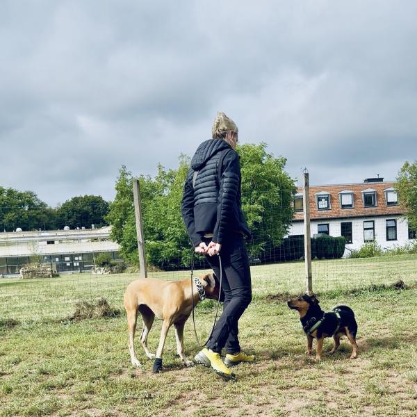 (AT) Abschirmtraining