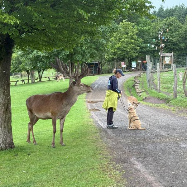 (WP) Wildpark Freisen