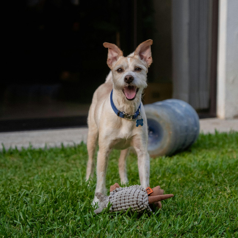 (RA) Reizangeltraining