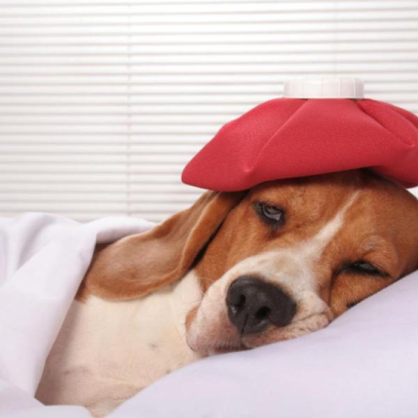 (HA) Webinar "Hundeapotheke und wie kann ich meinem Tier helfen"