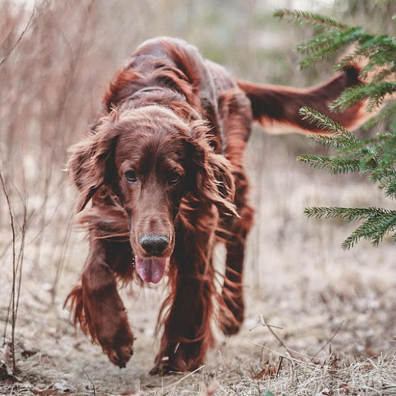 (AJ) Antijagdtraining