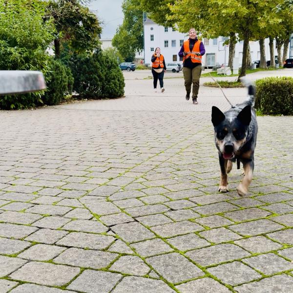 (ST) Schnuppertrailen mit Frauke