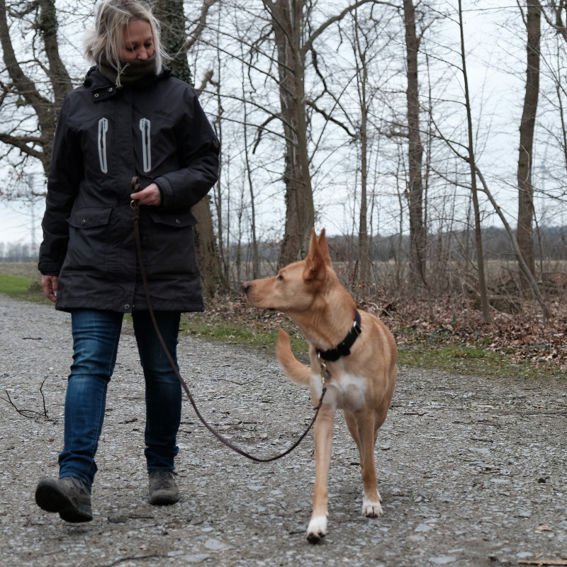 Leinenführigkeit & Hundebegegnungen