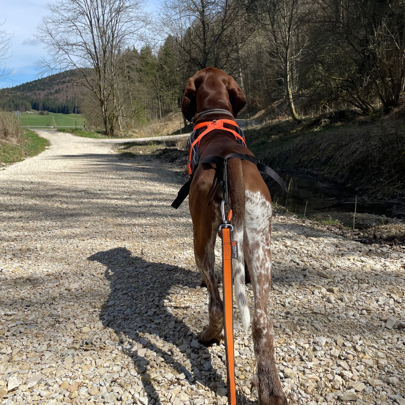 CANICROSS Intensiv Einsteiger Training