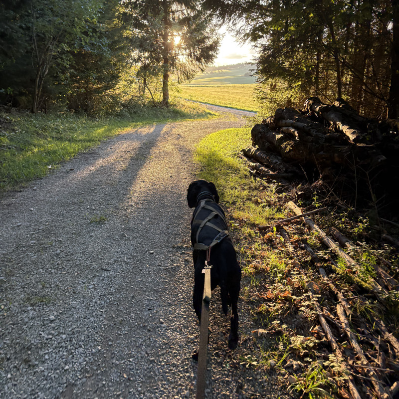 CANIWALK - Offene Trainingsgruppe