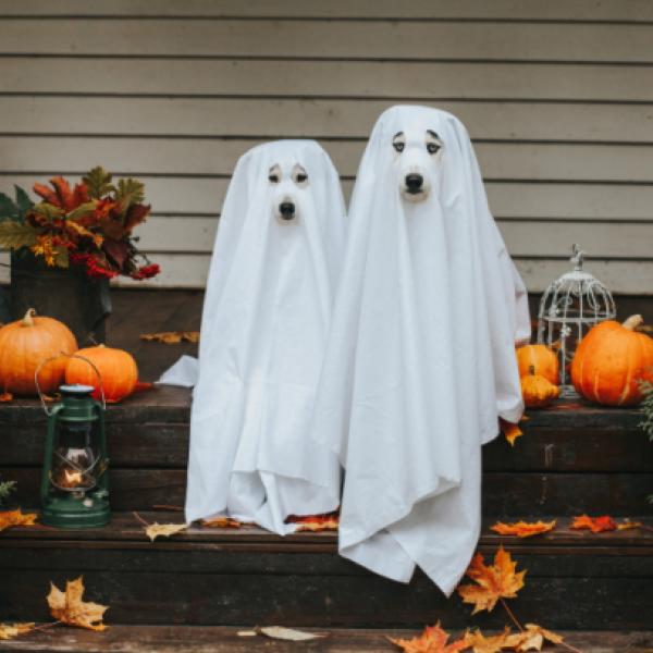 Halloween‑Walk – ZUSAMMEN MUTIG SEIN