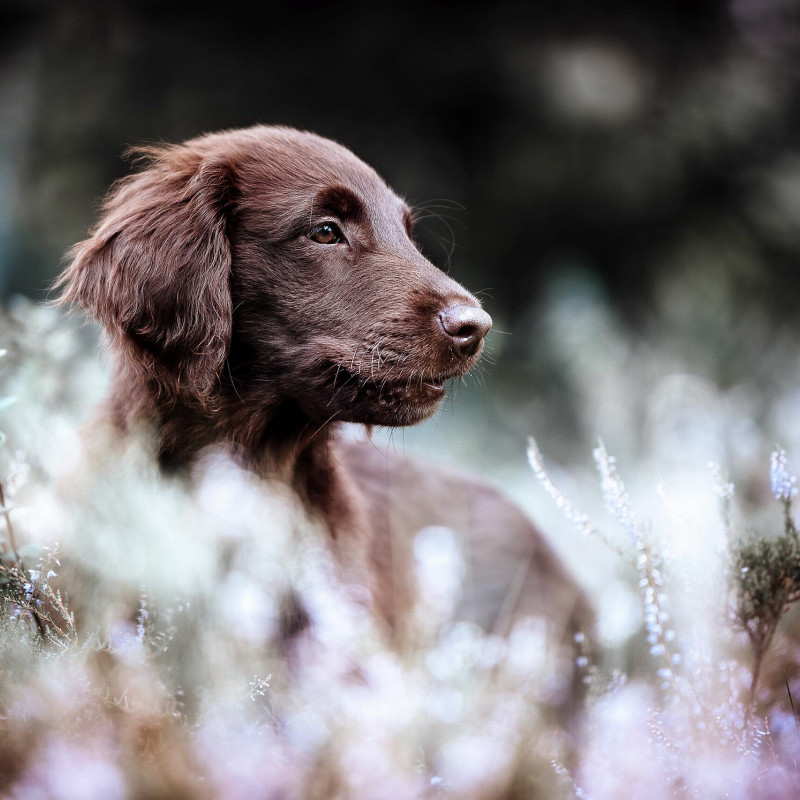 Welpen- und Basics - ZUSAMMEN STARTEN